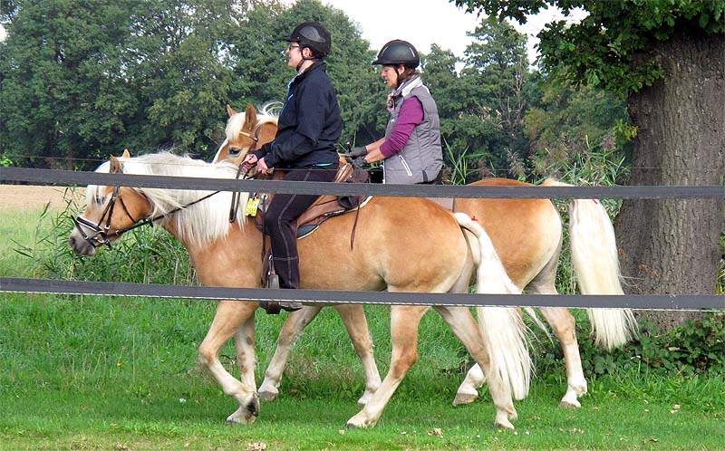 Immer Langsam Mit Den Jungen Pferden www.pferdepension-drei-eichen.de